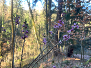 Seidelbast (Foto: Lina Bonafiglia)